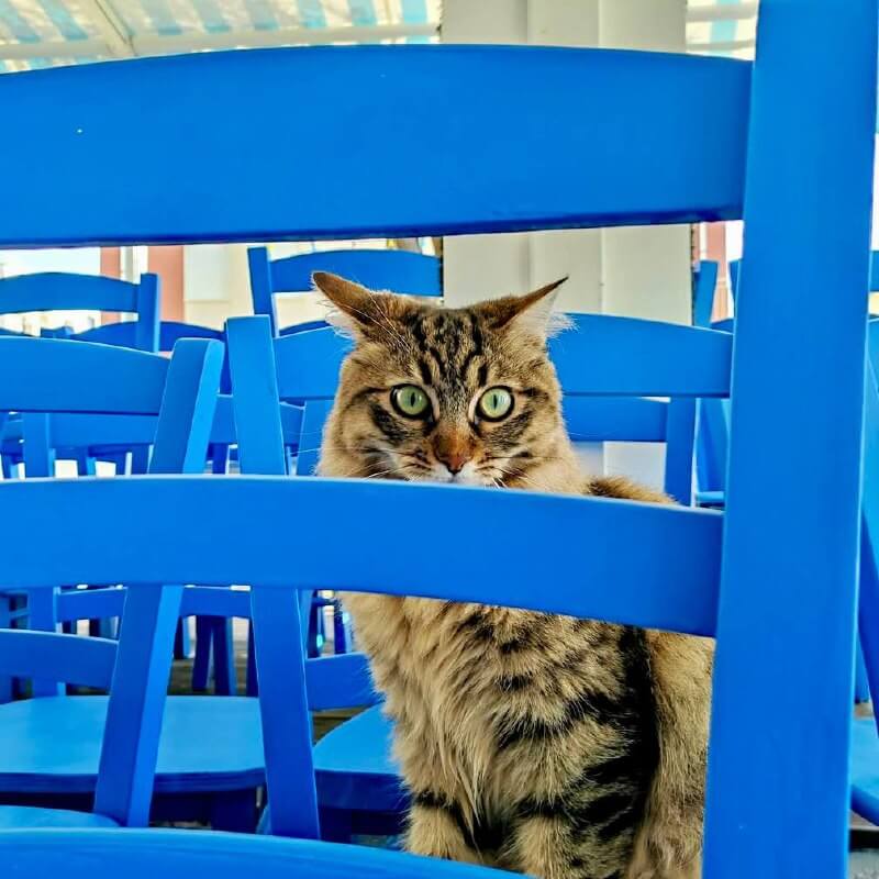 Samy (3)